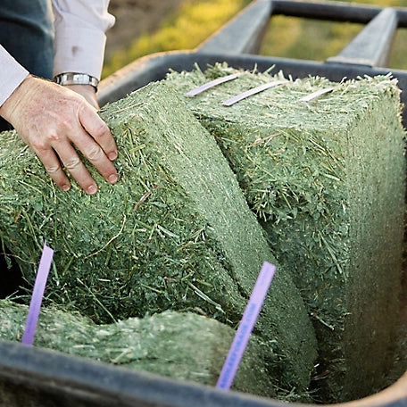 Standlee Premium Orchard Grass Grab and Go Compressed Hay Bale, 50 lb.