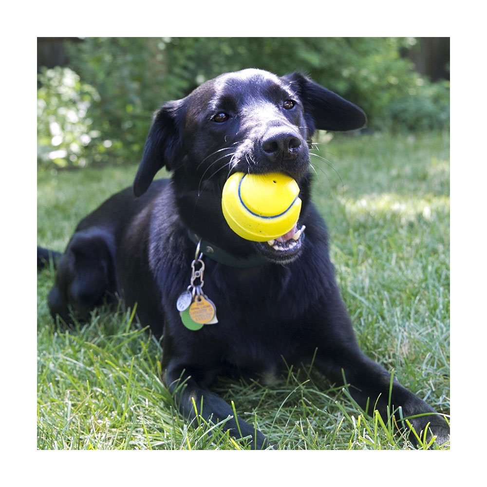 Kong Squeezz® Tennis Assorted Dog Toy