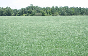 planting argentine bahia grass seed Argentine Bahia Grass Seed