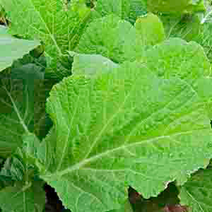 Georgia Southern Collard Seed 1oz