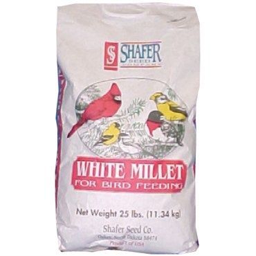 White Millet