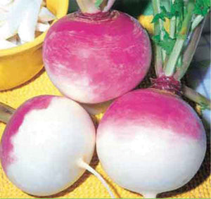 Purple Top White Globe Turnip Seed 1oz