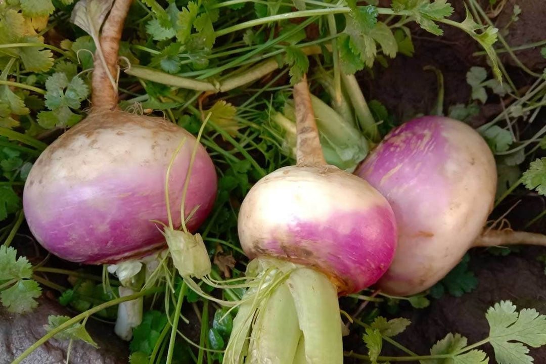 Turnip- Rutabaga