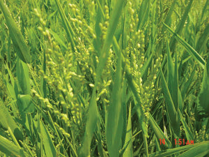 Brown Top Millet Grass Seed