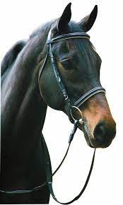 Henri De Rivel Pro Padded Dressage Bridle with Web Reins