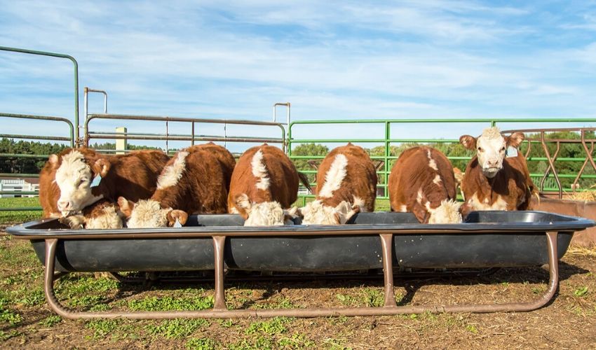 Help Freshly Weaned Calves Keep Their Appetite