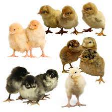 Animals-Fowl