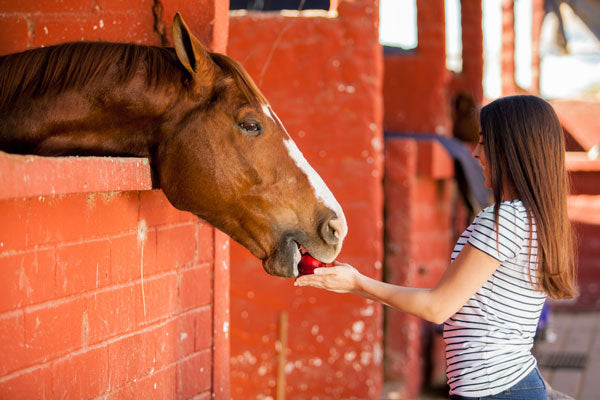 Horse Treats