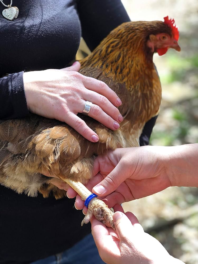 Happy Hen Spiral Leg Bands