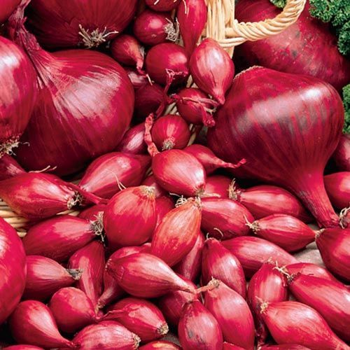 Onion Sets Red