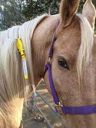 ManeStay Emergency Identification for Horse