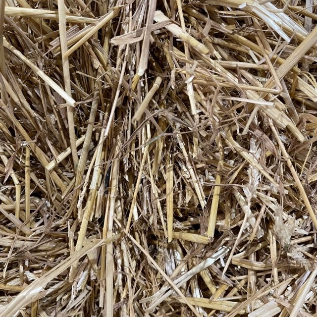 Straw-Wheat